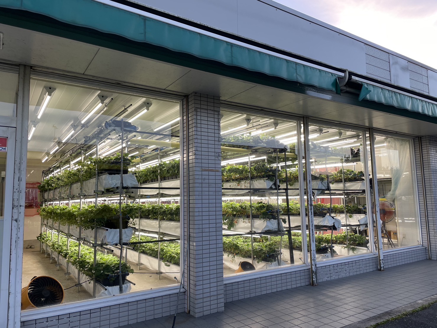 植物工場・屋内栽培の写真