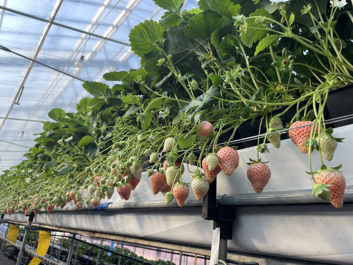密植栽培・ベンチの写真